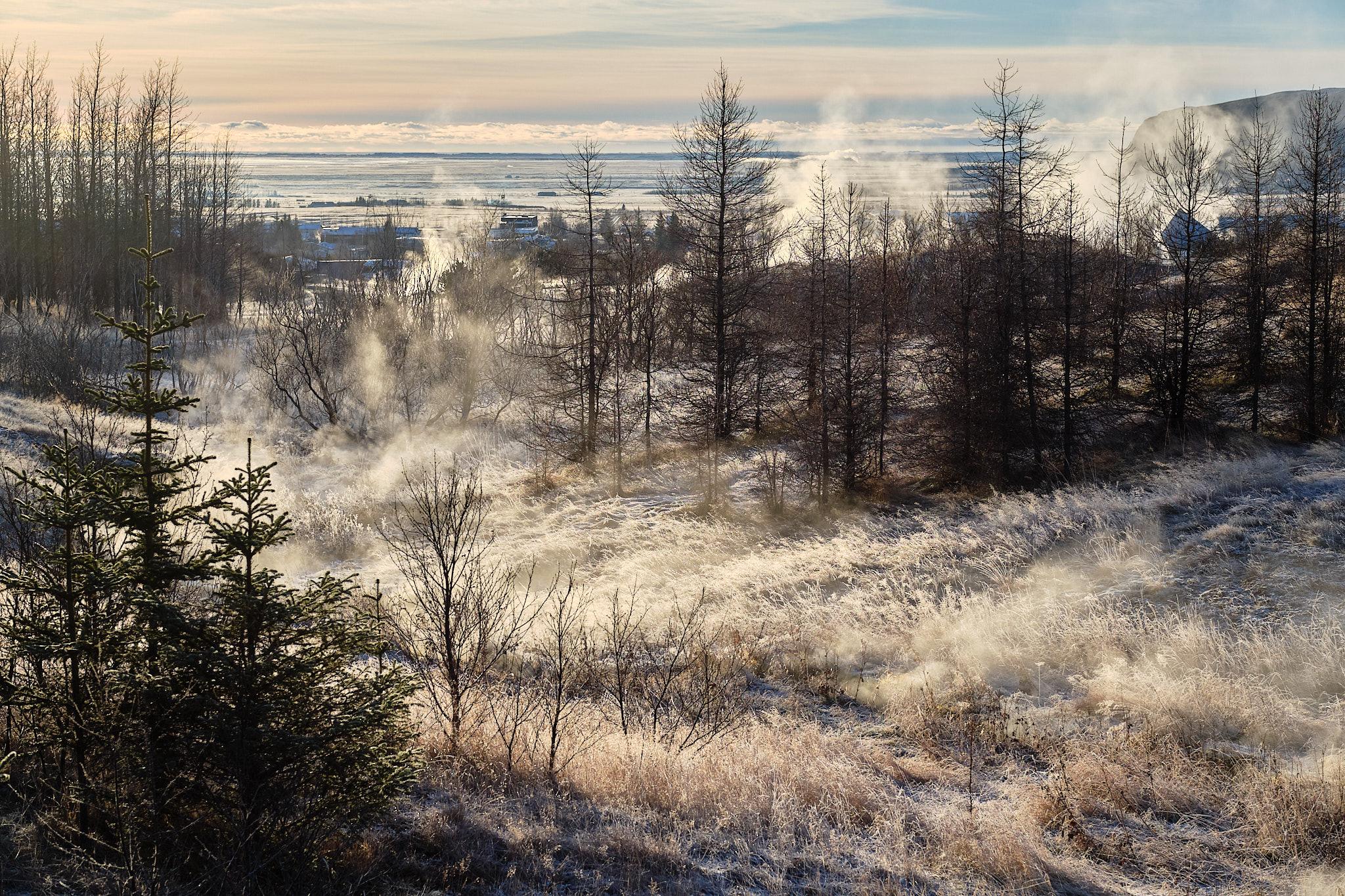 Steam wafts up between the trees. The grass looks almost white in the cold