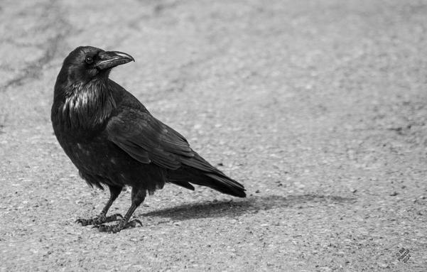 A raven standing sideway to us but their head turned back to look directly at us. The ground is pavement so it was probably at a tourist pullout, where people feed them.