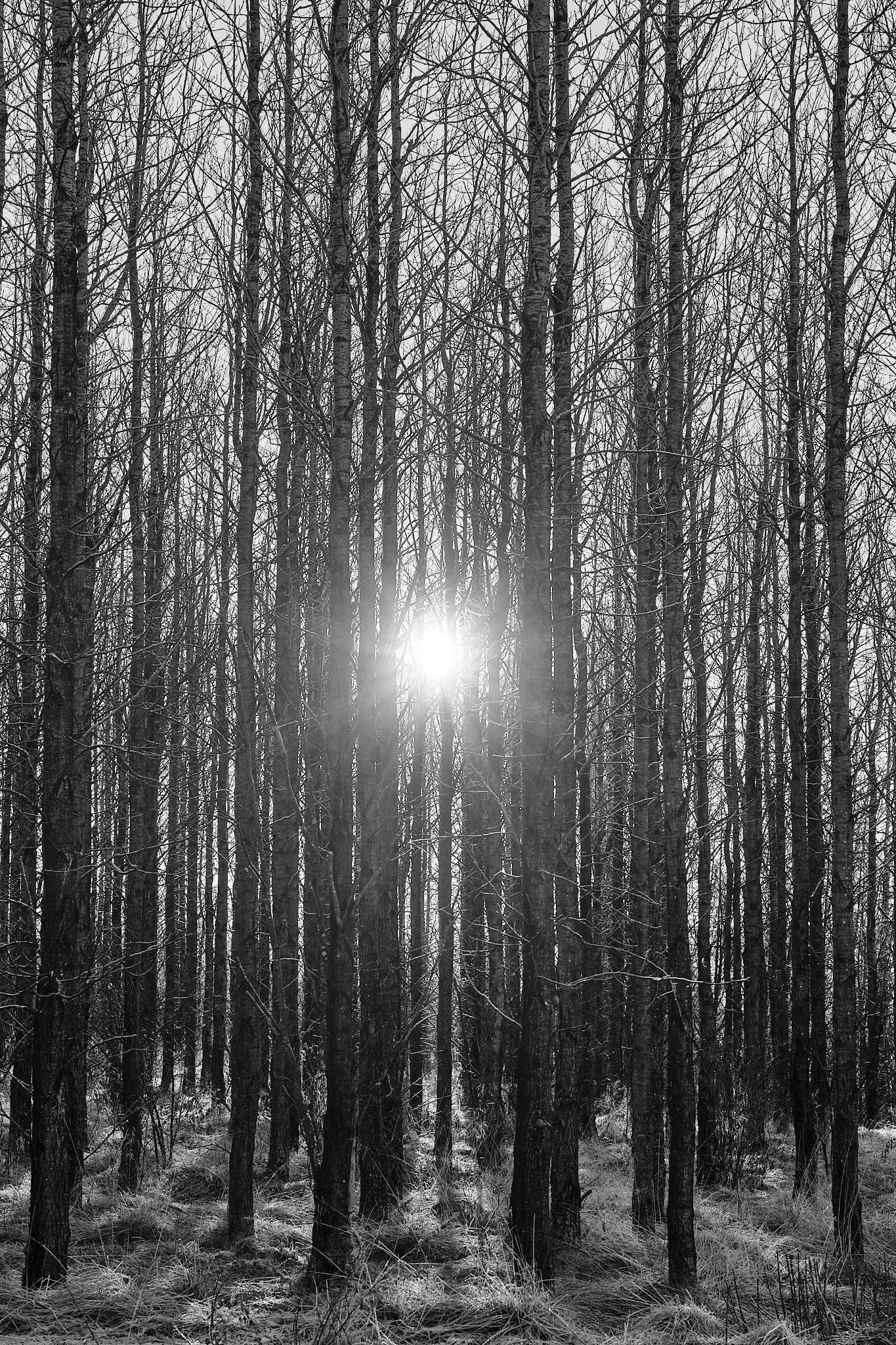 The sun shines through a row of incredibly straight trees