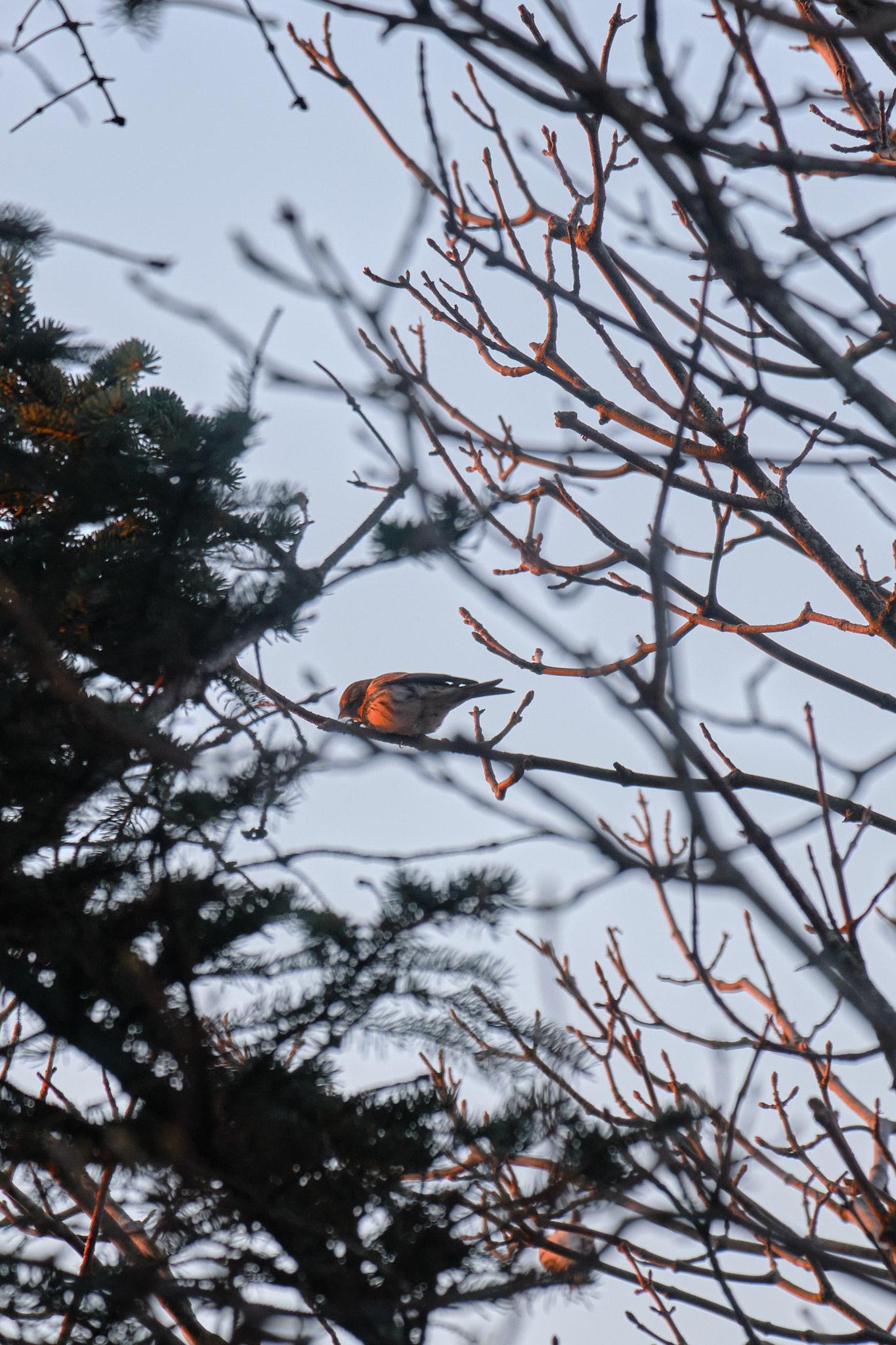 A redpoll, which is a small seed-eating bird, perches on the branch of a birch tree