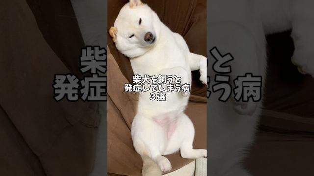 柴犬を飼うと発症してしまう病３選❗️#shorts #柴犬 #犬 #dog