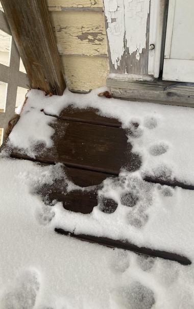 Beside the door: An oval of wet, snow-free porch floor surrounded by small oval footprints.  Perhaps the landing zone of a tiny alien spacecraft.