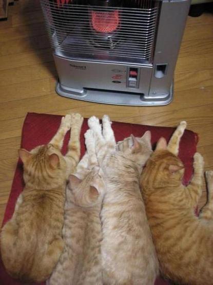 Four cats on a pillow absorbing warmth from a portable heater in front of them