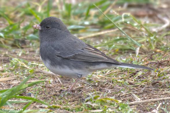 A small sparrow with slate grey head and upper body.  The underpants are white.  Wings are grey with some brownish stripes.  Eyes are black.  The song is a high pitched trill that is distinct - you hear them before you see them.
