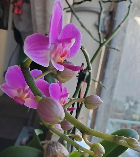 Close-up of a blooming pink Phalaenopsis orchid with multiple open flowers and closed buds on green stems, set against a window with natural light. The petals display a gradient of pink with touches of red and yellow at the core. Buds are partially formed.