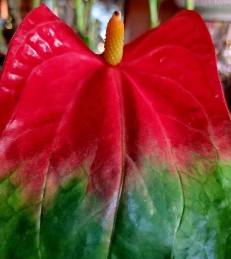 Close-up of a vibrant anthurium flower, showcasing a large, heart-shaped leaf with a gradient of colors; the top is a bright, glossy red fading into green at the lower half, with prominent veining; a yellow, textured spadix sits in the center.