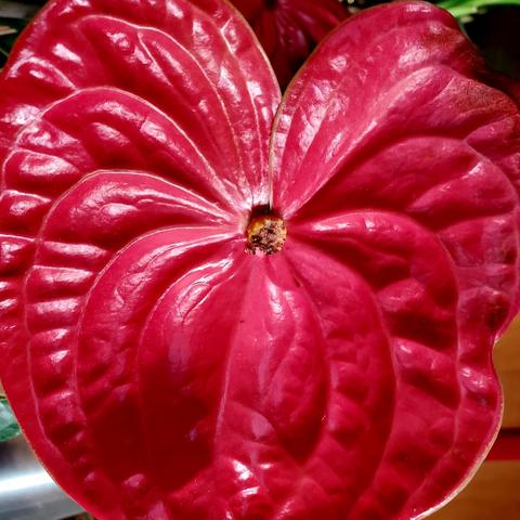 Close-up of a vibrant red anthurium flower, heart-shaped with prominent veins radiating from a central spadix, with glossy, textured surface.