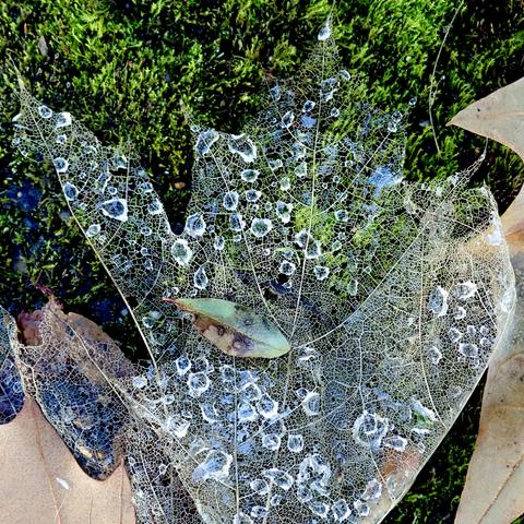 auf einem bett von dunkelgrünem moos liegt ein bis runter zu den feinsten blattäderchen skelettiertes ahornblatt, durchsichtig und filigran wie feinste spitze. unter dem hauchzarten adernetz hängen glitzernde wassertropfen, deren umrisse nicht rund sind sondern den blattadern folgen und deshalb vieleckig werden. links unten und rechts liegen noch unskelettierte trockene ahornblätter in khaki-beige und mitten drauf ein kleines schiffchenförmiges in hellgrün mit dunklen pilzflecken