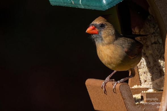 A large, orange-billed, rusty brown songbird peers out of the shadowed shelter of a hopper feeder.