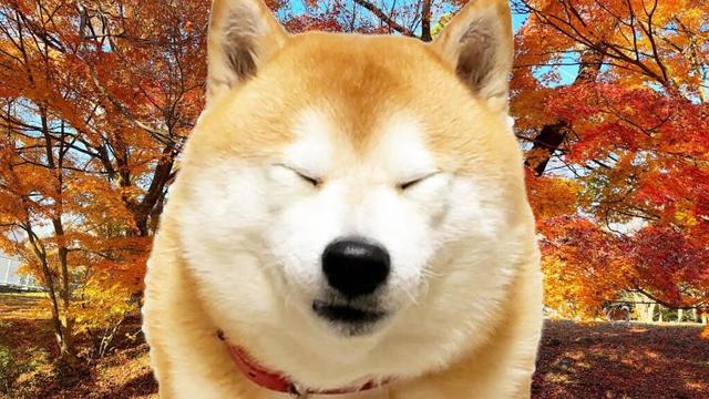 Q.柴犬はどこ？