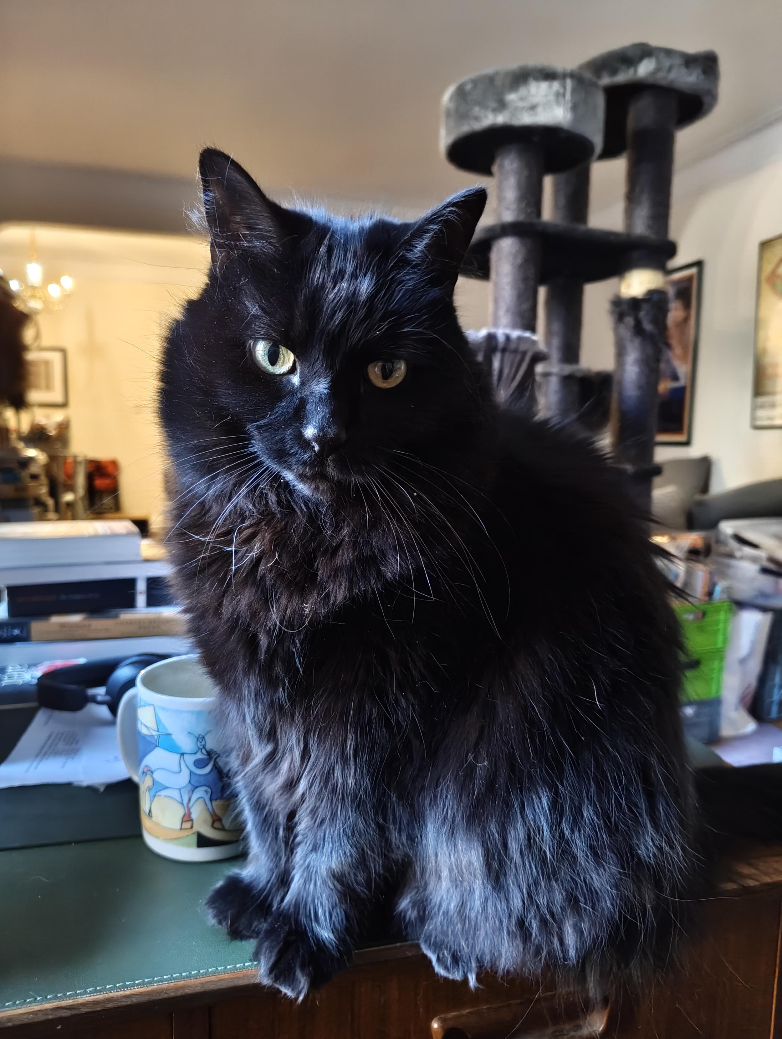 A long-haired black cat with yellow eyes in autumn sunlight on a writing desk, surrounded by a coffee mug, books, papers, and headphones