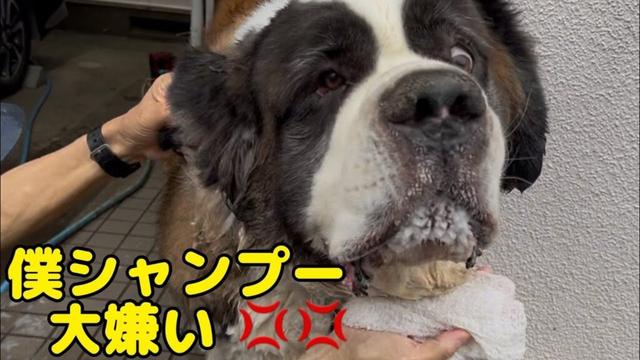 【セントバーナード】楽しいお散歩の後は恐怖のシャンプーが待っていて、とと君は、全力で拒否をして車の中へ避難しました。