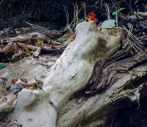 Shear pattern (I suppose what's called a "branch attachment") in fallen crack-willow trunk, October 19, 2025, 3:25pm. Town of Ulysses, Finger Lakes, upstate New York.

Canon F-1 | FD 70~150mm f/4.5 at 100mm | Portra 800 | 1/30 at f/11 | dev/scan The Darkroom Lab | traditional post in LR/PS.

We had an enormous (60', 40" base) crack willow stabilizing the bank where the creek leaves the pond. The main trunk fell late this summer, splitting near the base. We think it was about 100 years old. This knot was revealed right at the base of the split. The wood to the left of the split looks like clean heart wood, but on the right it looks like bark inclusion (or perhaps dead wood that has rotted).  Despite the fragility, crack willow frequently gets quite large around here, but pretty much all end in mechanical failure rather senescence.