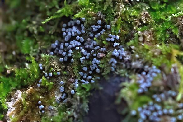 Surrounded with fine green mosses is an area filled with tiny blue balls on thin stems.