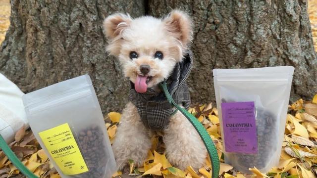 【短めLIVE】本日のコーヒー出費17000円・・・。【トイプードル】