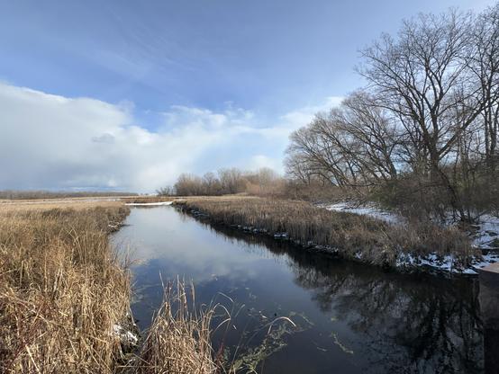 Waterway with wetland plants, trees on the bank with snow
