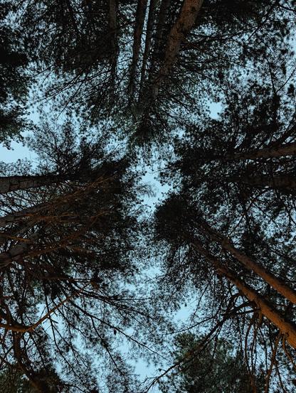Pine tops seen from below, at dusk