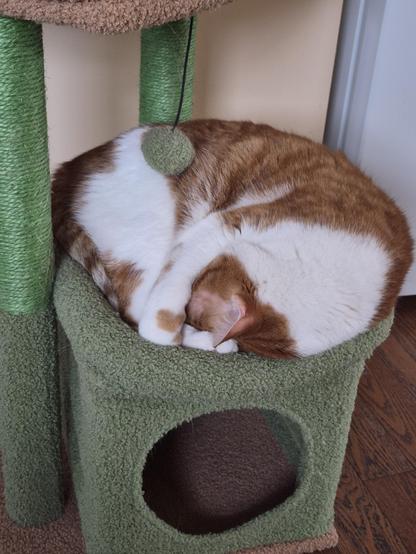 Showing an orange and white tabby cat curled up on a comically undersized cat bed on a green cat tree. His face is is under his paws and he looks very comfy. You can see wood flooring and a fridge in the background.