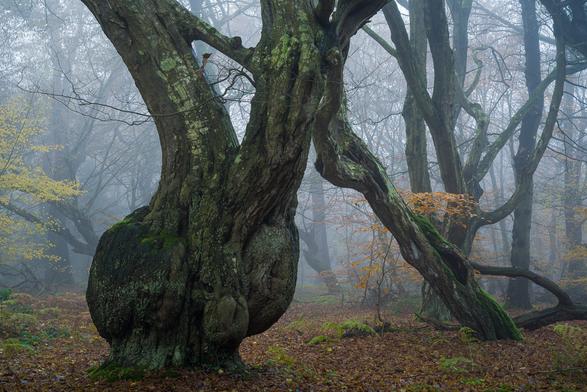 Alte Hainbuchen im herbstlichen Wald bei Nebel.