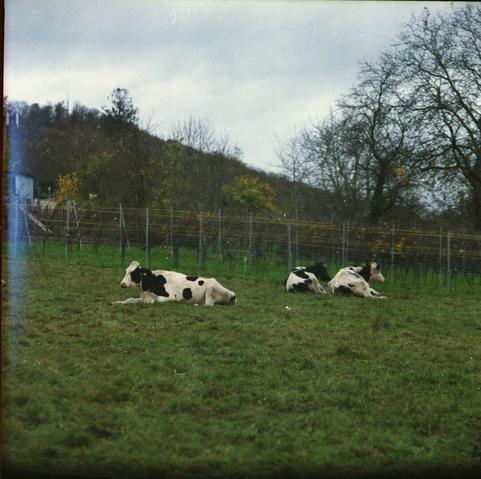 Analog Photo of cows in the mellow