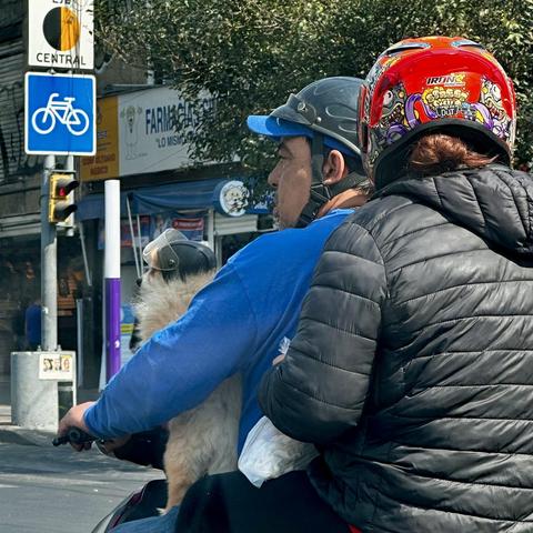 Photo of a family riding a scooter, including a Pomeranian dog wearing a tiny helmet.