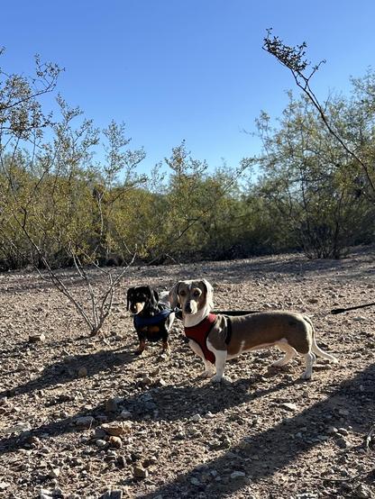 dachshunds in the shiggy
