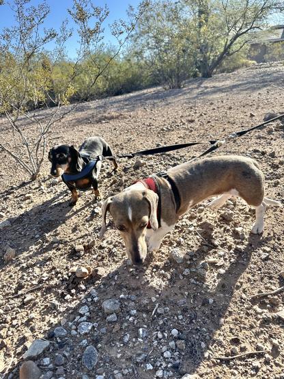 dachshunds in the shiggy