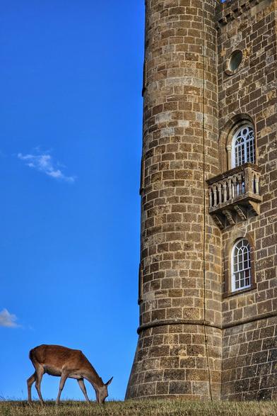 A vertical, low-angle shot featuring a brown deer grazing on a grassy slope in the bottom left corner. Dominated by a majestic, tall stone tower on the right side, the structure features arched white windows and a small stone balcony. The scene is set against a vibrant, clear blue sky with a faint wisp of white cloud.