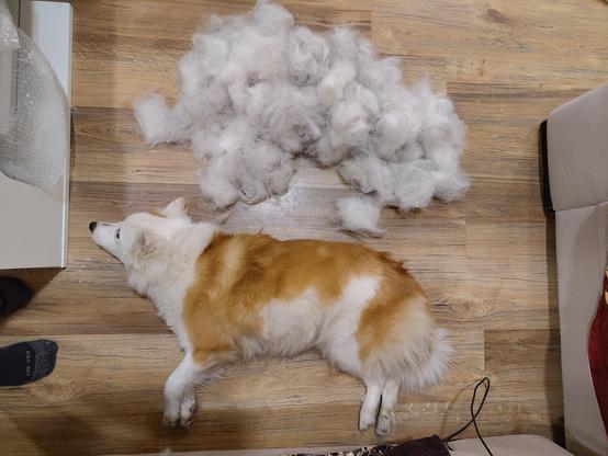 Red & white icelandic sheepdog lied on her side on the wooden floor of the livingroom. She is photographed from above, right next to her is a massive blob of greyish-silvery-white fluff roughly the same shape & size as she is