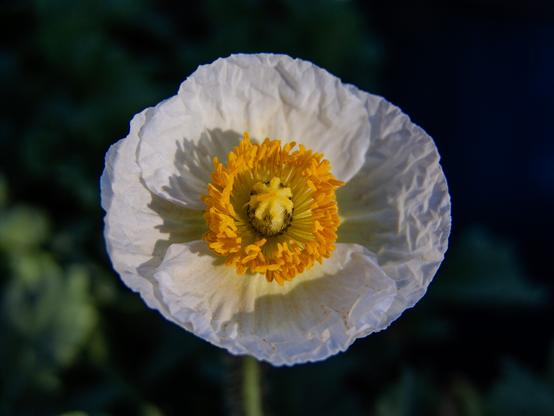 The image features a close-up view of a single Iceland poppy flower. The bloom exhibits delicate, crinkled white petals forming a broad circular shape. At the flower’s center is a vibrant yellow cluster of stamens surrounding a pale yellow pistil, creating a striking contrast with the white petals. The intricate textures of the petals are visible, adding depth to the image. The background is a softly blurred dark green, which accentuates the brightness of the flower.