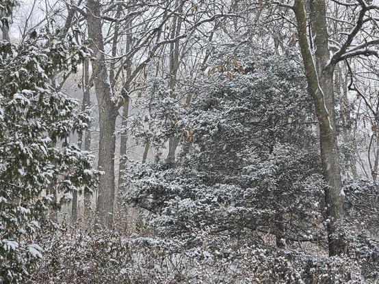 White snow on trees and bushes.