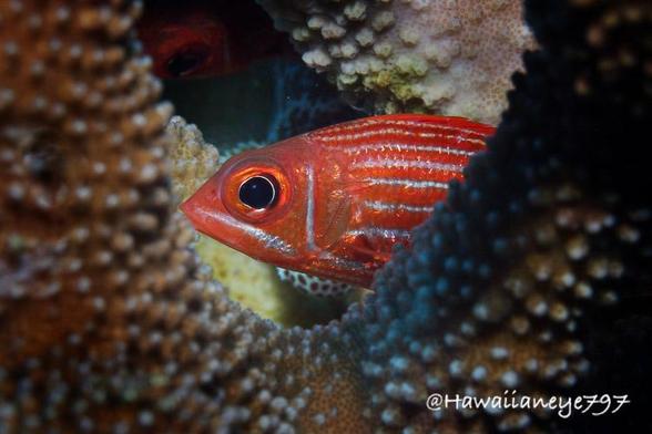 An orange fish pauses between lumpy arms of coral at an underwater reef. The fish has horizontal silver lines under its eyes and over its body.