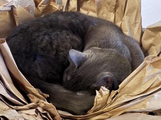The gray cat Malala is curled up asleep in tan packing paper.