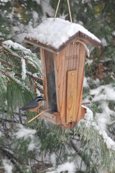 A small bird on a wooden feeder.   The bird has a gray back and rusty-orange breast.   The pine tree beyond the feeder has a topping of fresh snow.