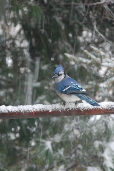 A blue jay is perched on a metal pipe (bird feeder support).  The bird has its back to the camera and is looking back over its shoulder.  Snowy pine in the background.  A few streaks of falling snowflakes also visible.