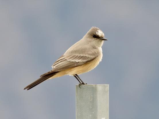 A striking bird perched gracefully on a metal post, blending harmoniously with the natural surroundings