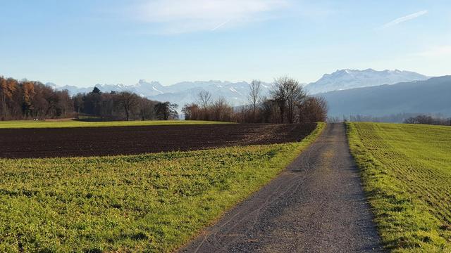 Im Seetal, kurz vor Meisterschwanden, Blick in Richtung der Alpen. Ein Dunst liegt über den Seen, die verschneiten Berge im Hintergrund