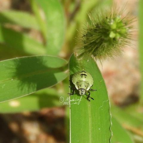 Jonge groene schildwants van voren op de foto gezet. De wants zit op een gras en de wants heeft een groen schild met zwarte vlekjes.