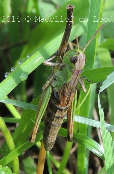 Een groen/bruine sprinkhaan op een takje tussen het gras met dauwdruppels.