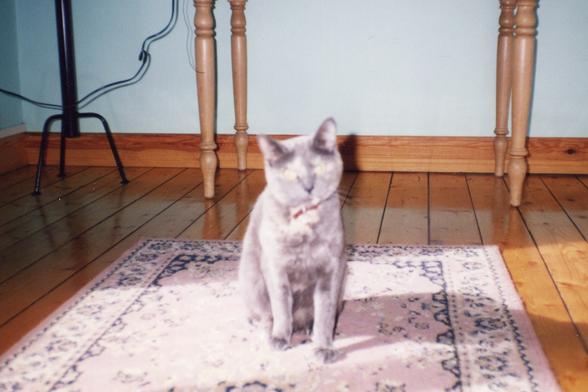An out of focus photo of a grey and tan tortoiseshell cat with a red collar sitting on a carpet.
