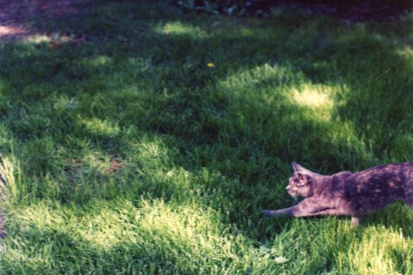 A dilute tortie cat running in the grass.
