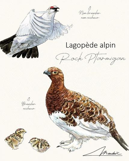 Aquarelles réalistes de lagopèdes alpins : un adulte en plumage blanc hivernal, un adulte en plumage brun estival et un poussin tacheté.