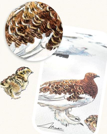 Quelques gros plans sur les peintures de lagopède. Poussin en plus gros, zoom sur les pattes couvertes de plumes et le plumage cryptique.