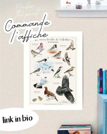 Les lagopèdes font parti d'un poster représentant les oiseaux terrestres de l'arctique, il inclu les passereaux.