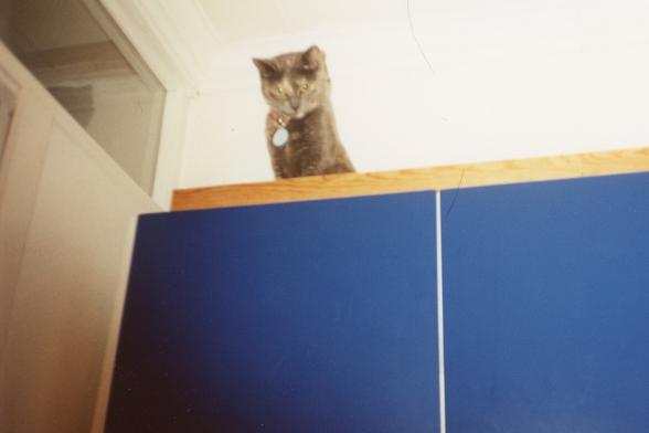 A blurry grey and tan cat standing on top of kitchen cabinets.