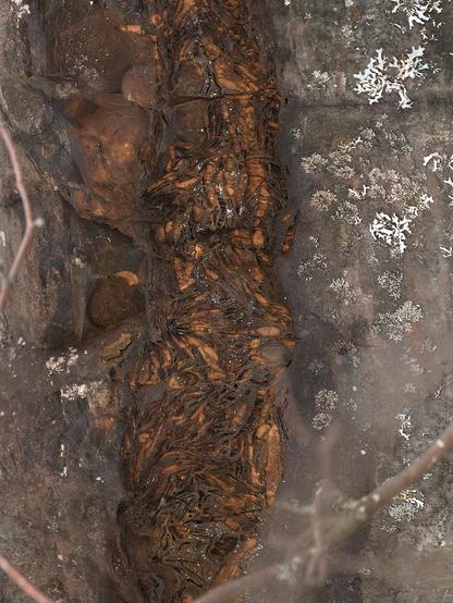 A deeply furrowed orange vein in a granite rock.