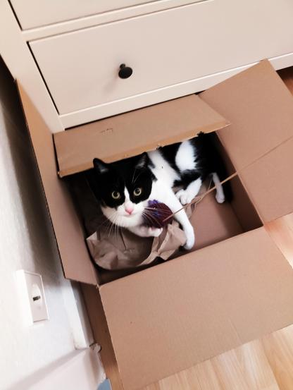 Ein Schwarzweißer Kater liegt in einer Pappschachtel und hat ein lila Spielzeug an einer Angel fest umklammert. Er schaut aufgeweckt direkt in die Kamera nach oben.