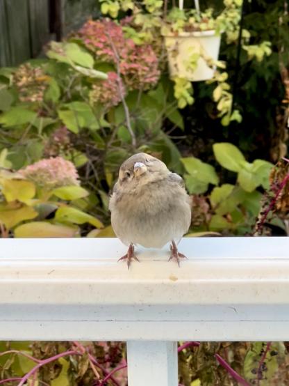 A puffed up house sparrow is standing on the white railing, looking straight this way, but her eyes are unfocused, cocking her head slightly to the left, and has a dreamy expression on her face. My flowerbed with still green hydrangeas with flowers that turned red and a hanging pot of apple mint in the background. There are also purple stems and branches of pokeweed seen under the railing.