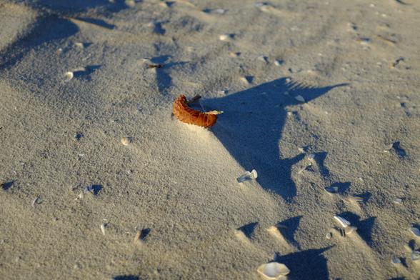 An orange skate egg case, looking like spiral pasta, liies in silvery yellow sand, throwing a blue shadow.