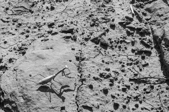 A black and white photo of a praying mantis against a rocky ground, lit by bright sunlight so the shadows are very harsh.